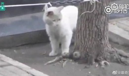 最新老鼠爆料新闻视频下载,一窥娱乐圈幕后真相